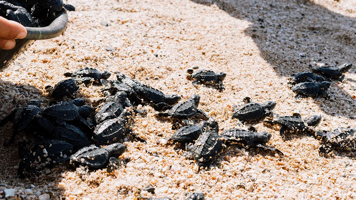 Voluntariado Regional