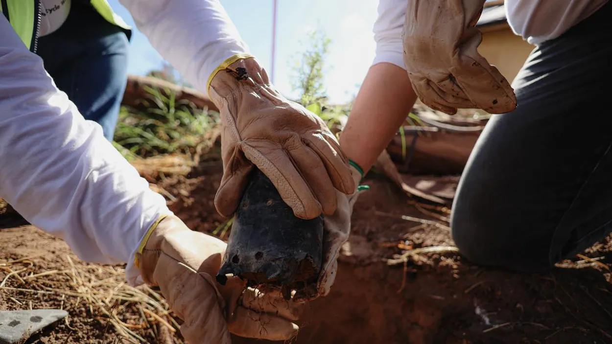Voluntariado Regional